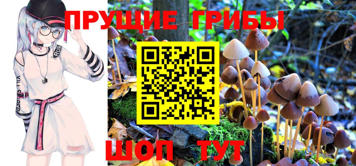 Псилоцибиновые грибы прущие грибы  хочу   Псилоцибиновые грибы Cubensis  Санкт-Петербург  Вход с VPN 
